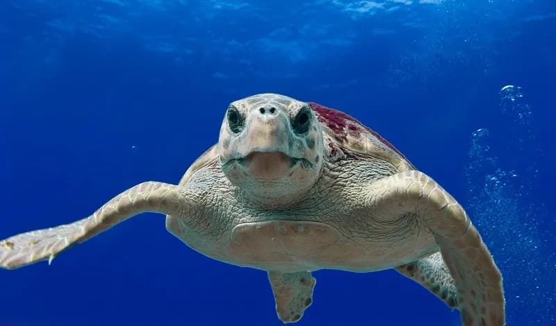 Una tortuga boba intentó anidar en la noche de este domingo en la playa de Cotobro de Almuñécar