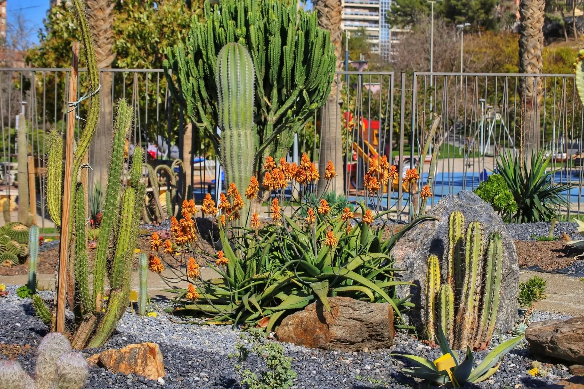 El Jardín de Cactus y Suculentas “Teresa” de Motril amplía su horario de apertura durante los fines de semana