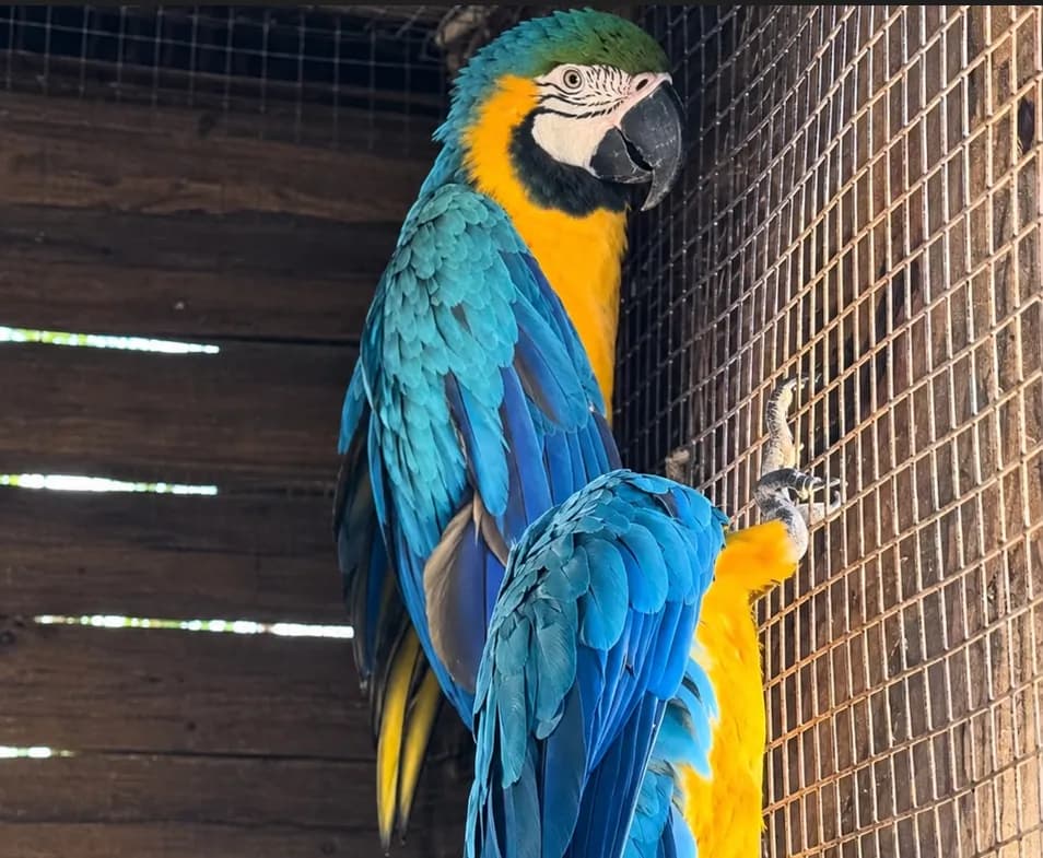 Dos guacamayos recorren casi 1.000 kilómetros desde un pueblo de Barcelona para encontrar un nuevo hogar en Loro Sexi